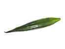 EUROPALMS Frunză de Aloe verde,  60cm