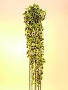 Classical ivy tendril, green/white  160cm